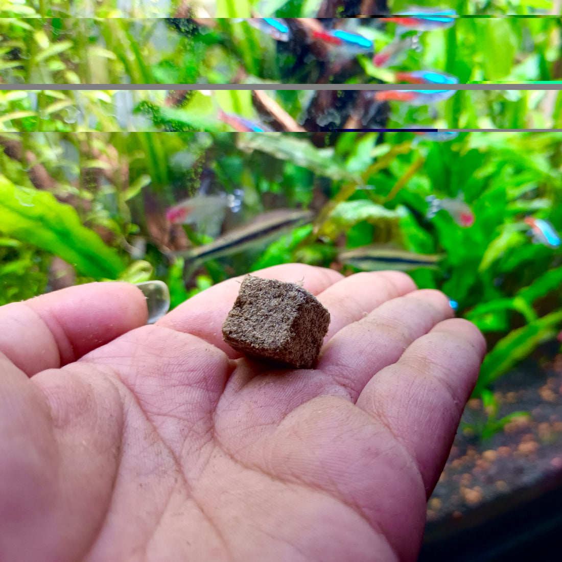 Freeze Dried Tubifex Worms in hand