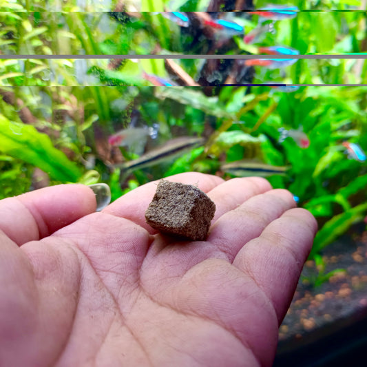 Freeze Dried Tubifex Worms in hand
