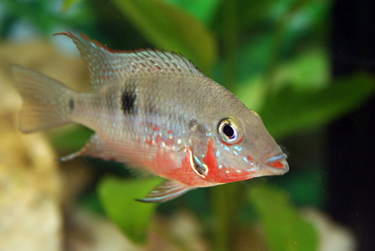 Does my fish have fish lice?