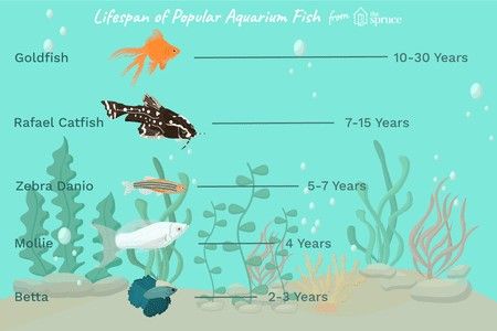 What is the lifespan of my fish?