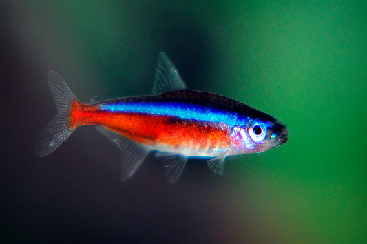 Does my fish have anchor worms?