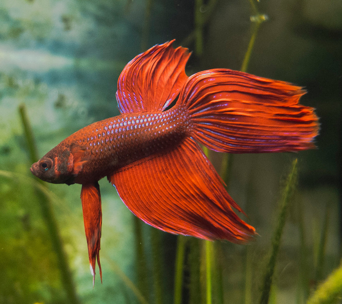 The Betta Kit Handbook