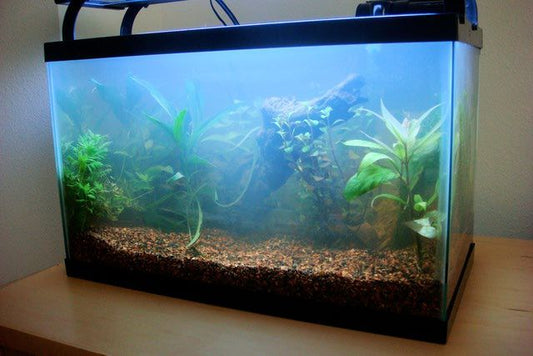 Why is my aquarium water green or cloudy?