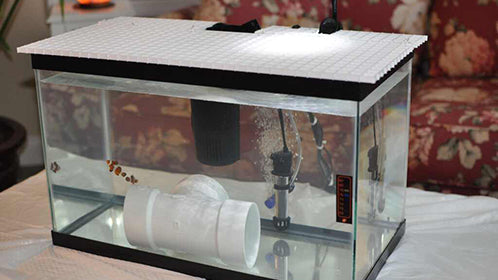 What is fish quarantine?