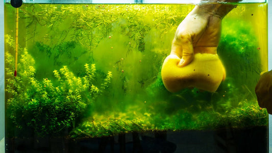 Why is there Algae in my aquarium?