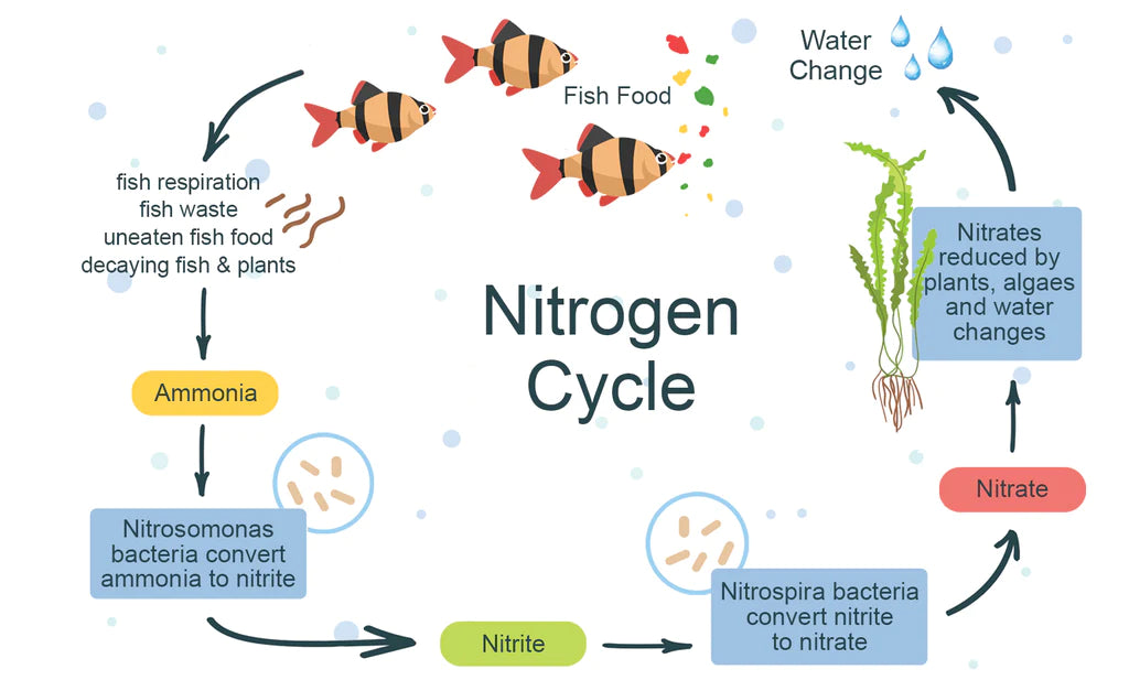What is Aquarium Cycling?