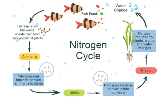 What is Aquarium Cycling?