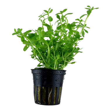 Bacopa Monnieri | Greenhouse Pot