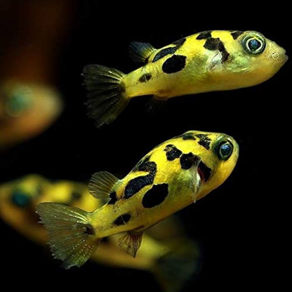 Pea Puffer