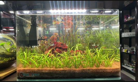Super Soil Kit - All In One Planted Tank Solution