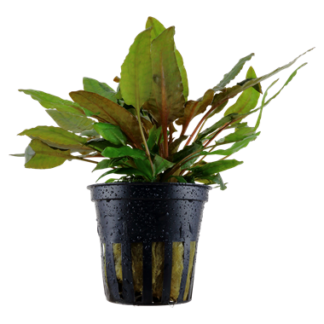 Cryptocoryne Wenditii Tropica | Greenhouse Pot