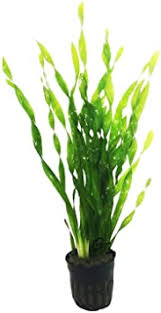 Twisted Val | Vallisneria Spiralis | Mini Twister | Greenhouse Pot