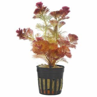 Cabomba Furcata sp "piauhyensis" - Red | Greenhouse Pot