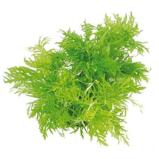 Water Wisteria | Hygrophila Difformis | Greenhouse Pot