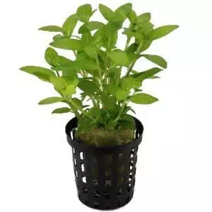 Staurogyne Porto Vehlo | Greenhouse Pot