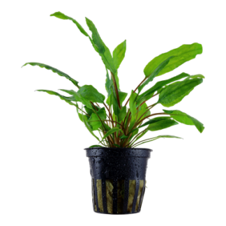 Cryptocoryne Wenditii Green | Greenhouse Pot