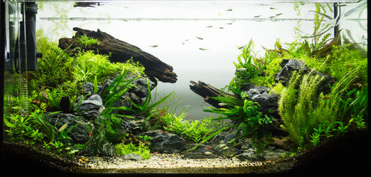A Beginner's Overview to Planted Aquariums