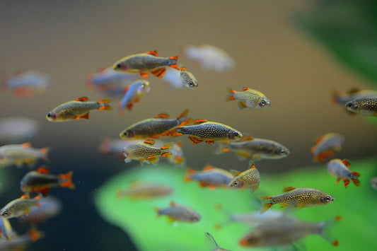 Nano Fish: Tiny Marvels of the Aquatic World