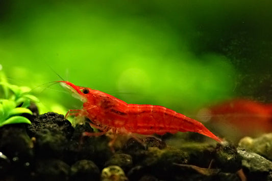 What are good tankmates for Cherry Shrimp?