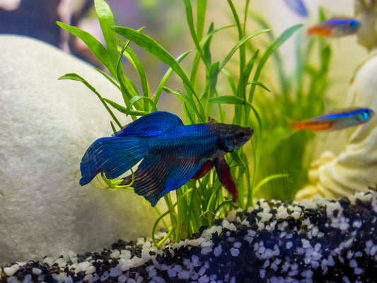 What are good tankmates for Betta fish?