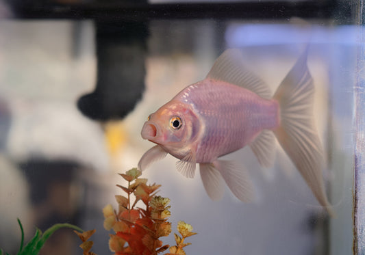 Does my fish have lateral line disease?