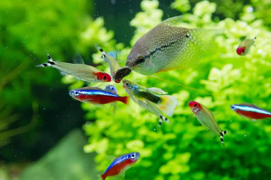 What Fish go in a Community Tank?