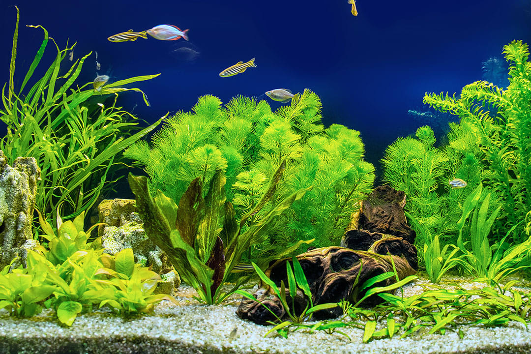 How do you setup a Freshwater Tank for Beginners?