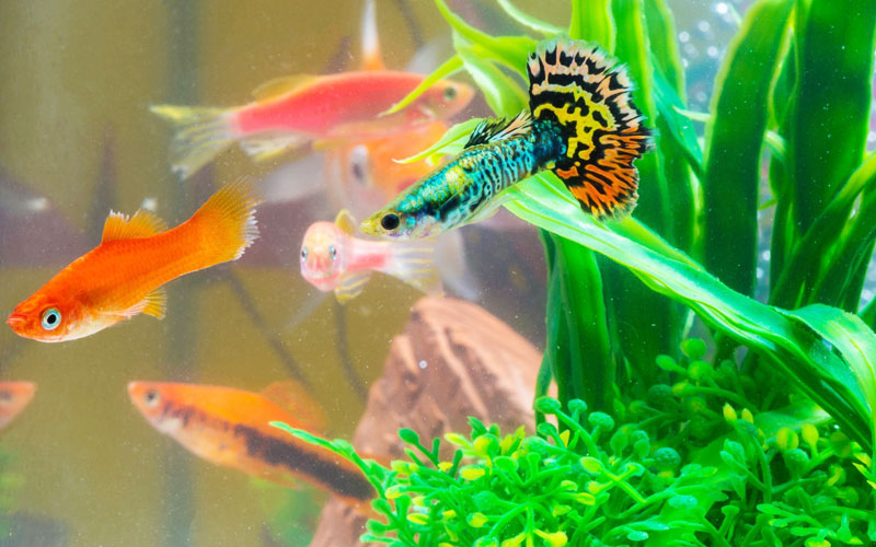 What are good tankmates for Guppy fish?