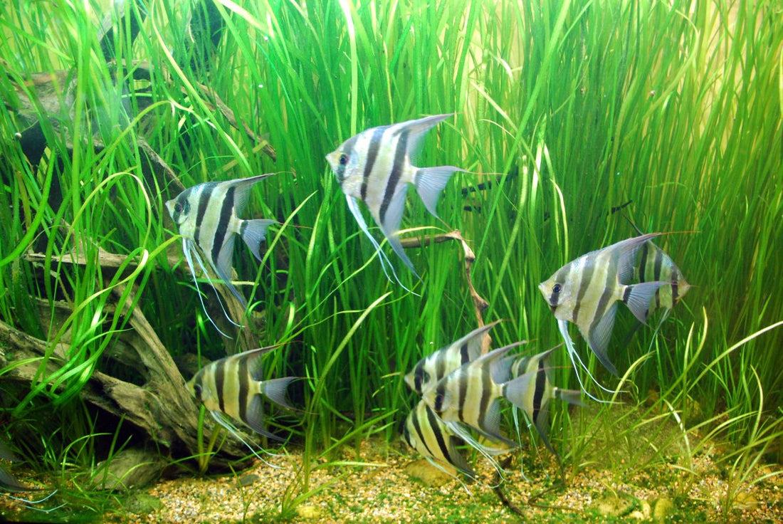 What are good tankmates for Angel fish?