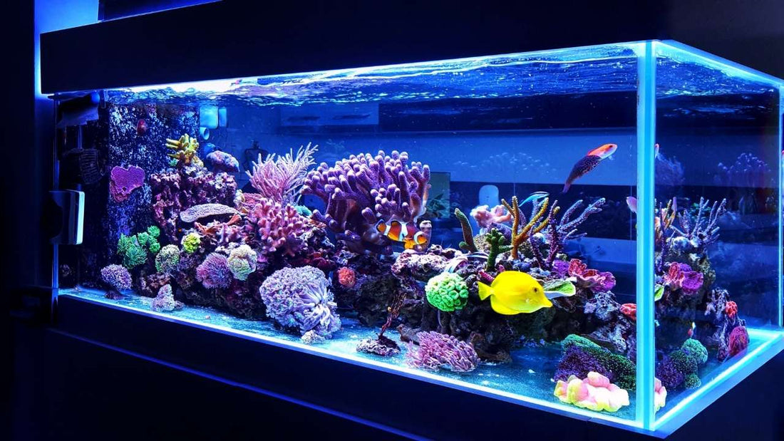 Aquarium Lighting FAQs