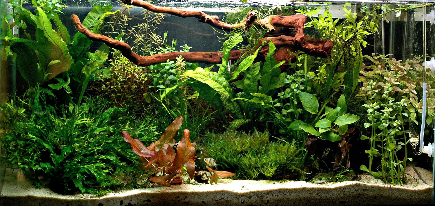Natural Aquarium Decorations: The Benefits of Adding Botanicals to
