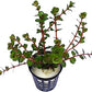 Rotala Rotundifolia - Hi Red | Greenhouse Pot