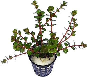 Rotala Rotundifolia - Hi Red | Greenhouse Pot