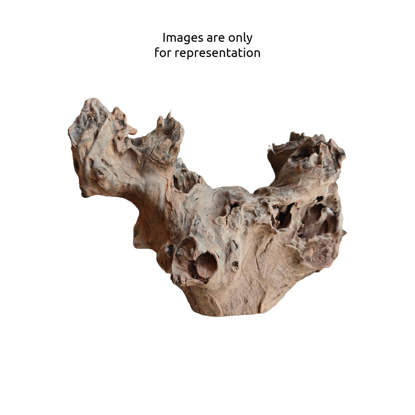 Driftwood / Bogwood Local