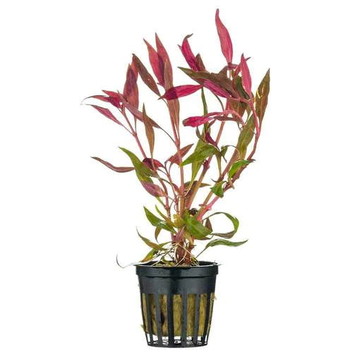 Scarlet Temple | Alternanthera Reinecki | Greenhouse Pot