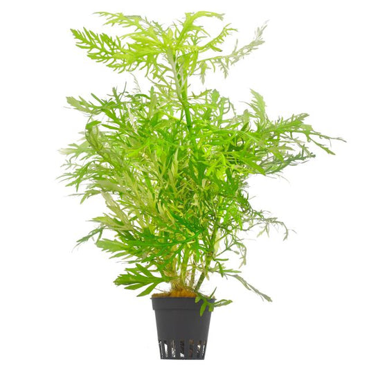 Water Wisteria | Hygrophila Difformis | Greenhouse Pot