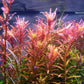 Rotala Rotundifolia - Hi Red | Greenhouse Pot