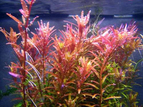 Rotala Rotundifolia - Hi Red | Greenhouse Pot