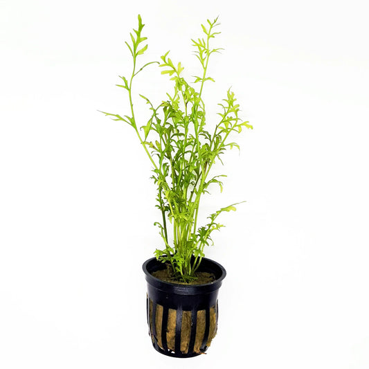 Water Sprite | Ceratopteris Thalictroides | Greenhouse Pot