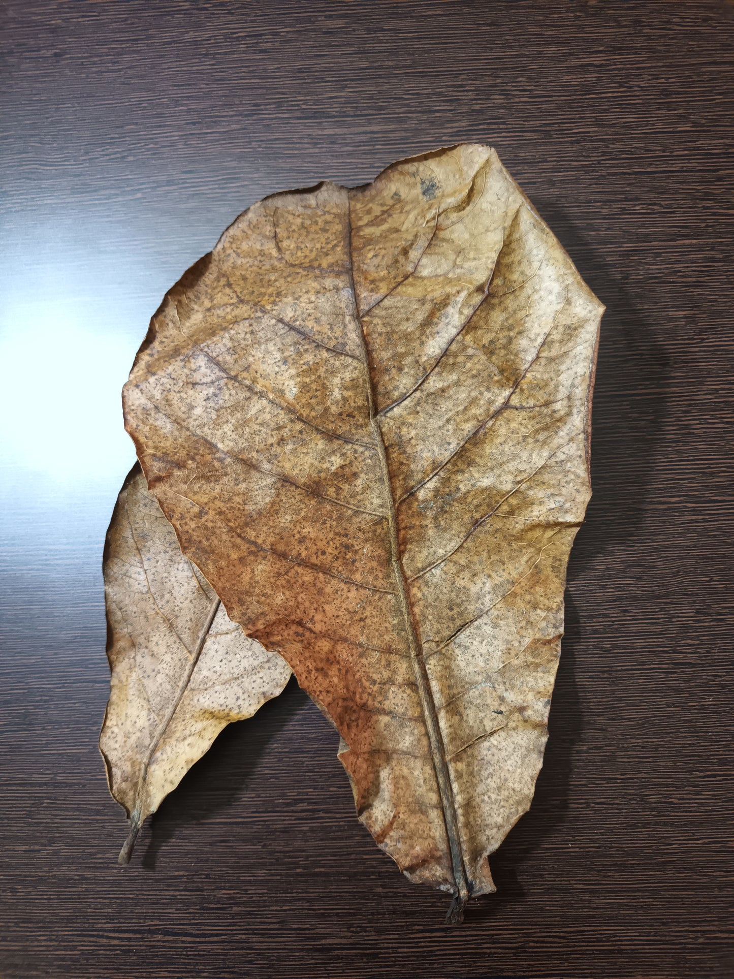Indian Almond Leaves (Catappa Leaves)