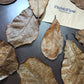 Indian Almond Leaves (Catappa Leaves)