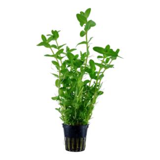 Bacopa Caroliniana | Greenhouse Pot