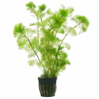 Cabomba Caroliniana - Green | Greenhouse Pot