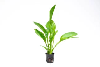 Echinodorus Argentinensis | Greenhouse Pot