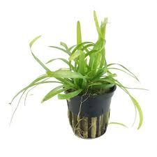 Dwarf Sagittaria | Sagittaria Subulata | Greenhouse Pot