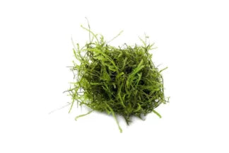 Java Moss | Aquarium Cutting