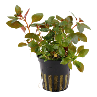 Ludwigia Repens 'Rubin' | Greenhouse Pot