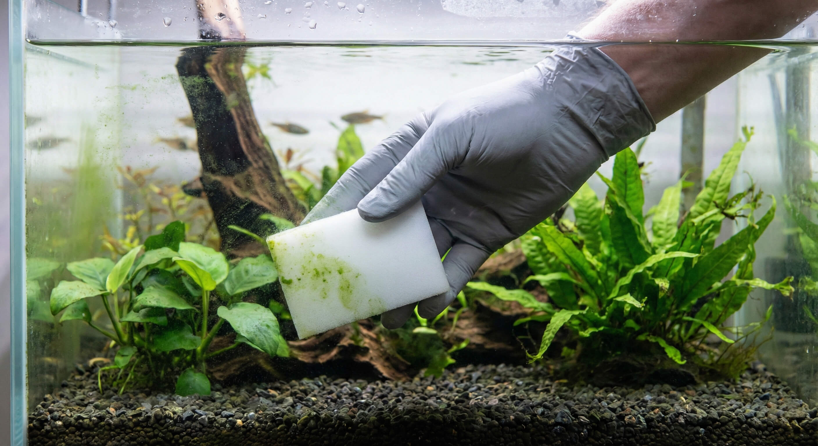 Picture of Aquarium Cleaning